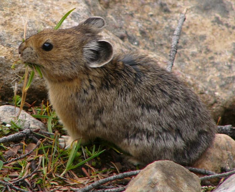 American Pika (*Ochotona princeps*)