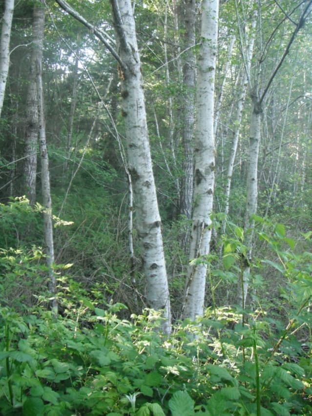Red Alder (*Alnus rubra*)