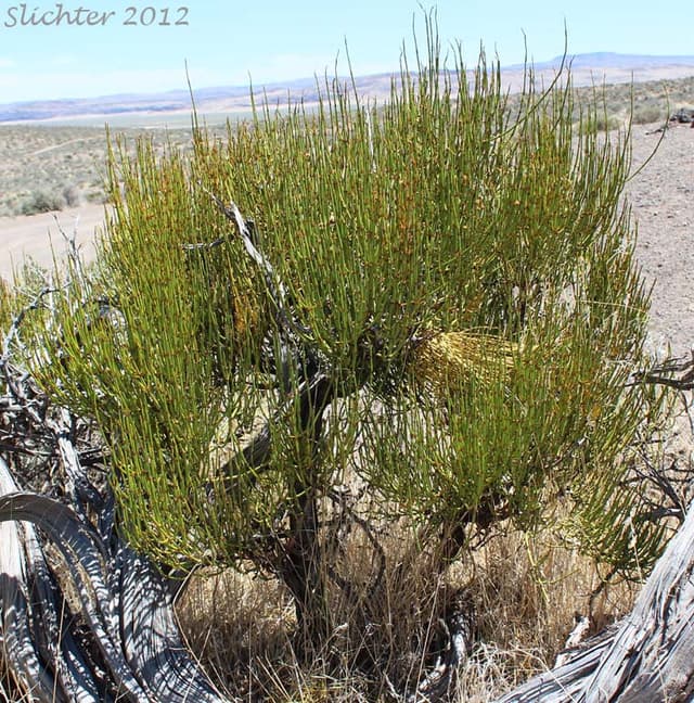 Joint-Fir (*Ephedra viridis*)