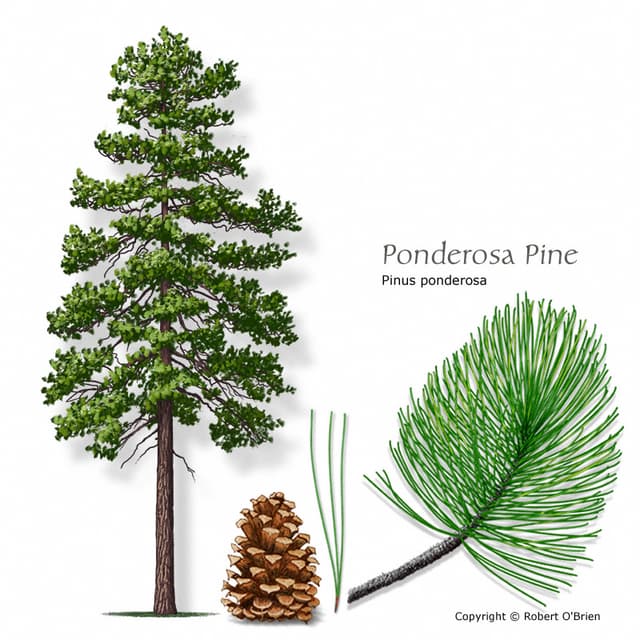 Ponderosa Pine (*Pinus ponderosa*)