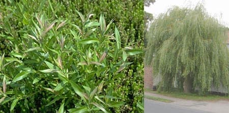 Willow (*Salix* spp.)