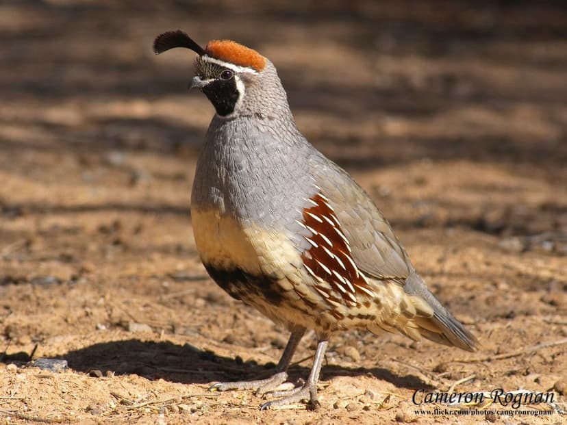 Gambel’s Quail (*Callipepla gambelii*)