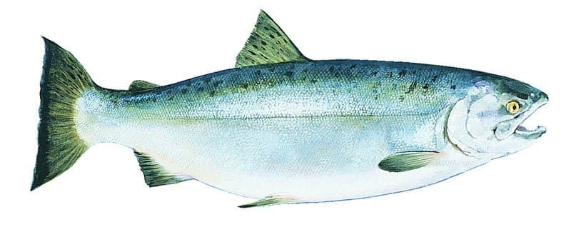 Coho Salmon (*Oncorhynchus kisutch*)