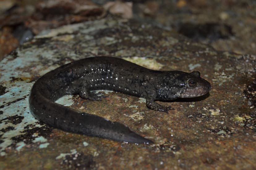 San Gabriel Mountain Dusky Salamander (*Desmognathus apalachicolae*)