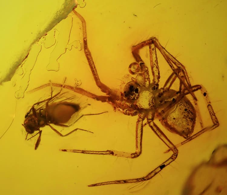 Insect and Spider Fossils