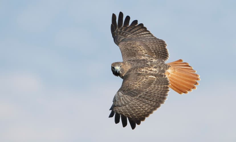 Red-tailed Hawk (*Buteo jamaicensis*)