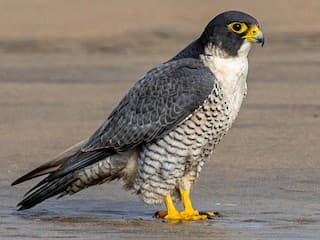 Peregrine Falcon (*Falco peregrinus*)
