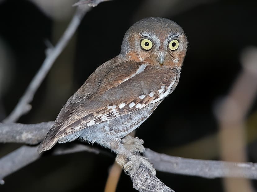 Elf Owl (*Micrathene whitneyi*)
