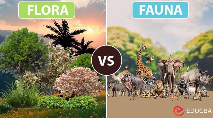 Flora & Fauna