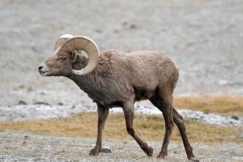 Sierra Nevada Bighorn Sheep (*Ovis canadensis sierrae*)