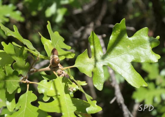 Gambel Oak (*Quercus gambelii*)