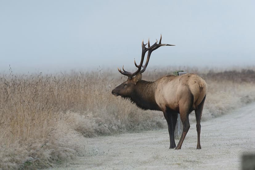 Roosevelt Elk (*Cervus canadensis roosevelti*)
