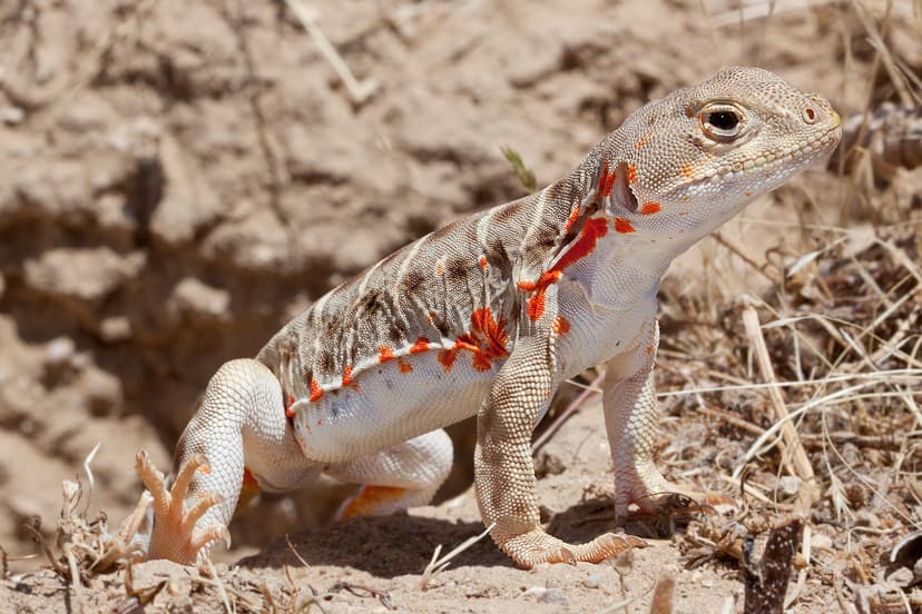 Blunt-nosed Leopard Lizard (*Gambelia sila*)