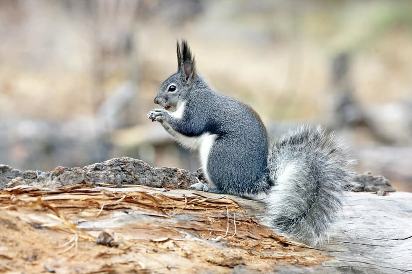 Abert's Squirrel (*Sciurus aberti*)