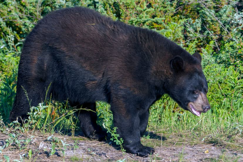 Black Bear (*Ursus americanus*)