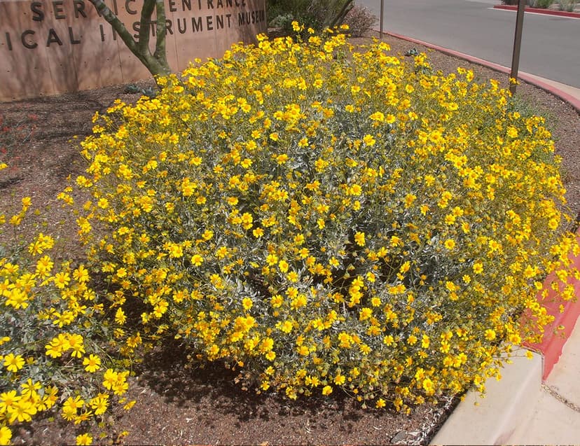 Brittlebush (*Encelia farinosa*)