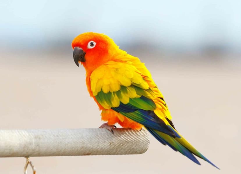 Birds