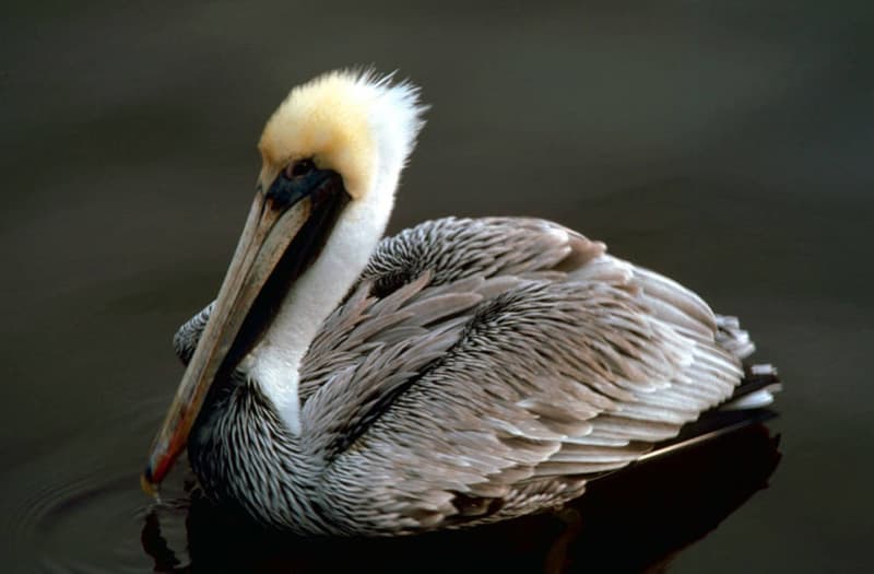 Brown Pelican (*Pelecanus occidentalis*)