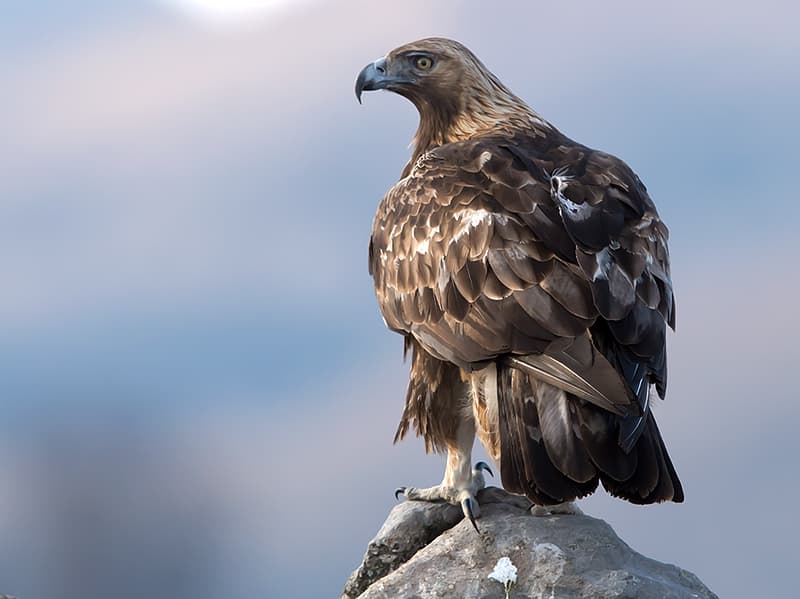 Golden Eagle (*Aquila chrysaetos*)