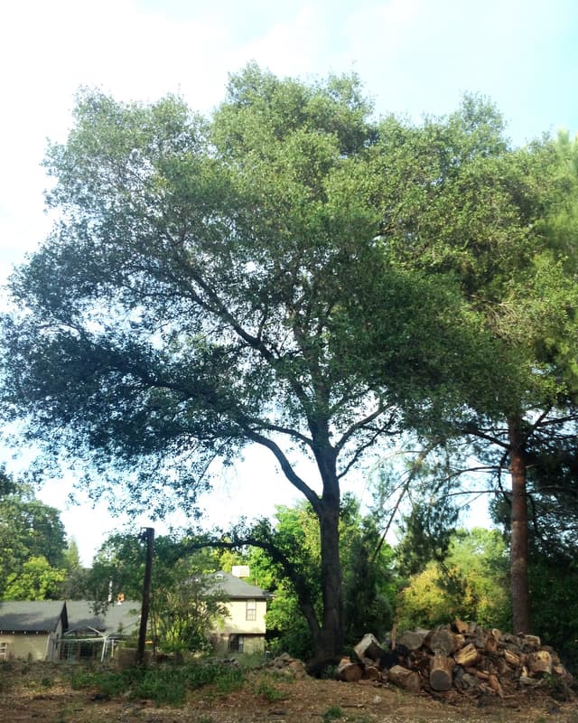 Interior Live Oak (*Quercus wislizeni*)