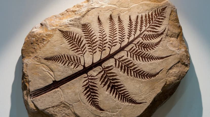 Plant Fossils