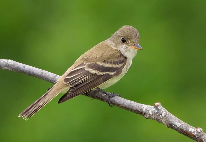 Southwestern Willow Flycatcher (*Empidonax traillii extimus*)