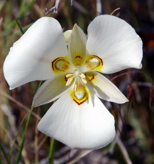 Sego Lily (*Calochortus nuttallii*)