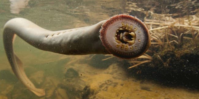 Pacific Lamprey (*Entosphenus tridentatus*)