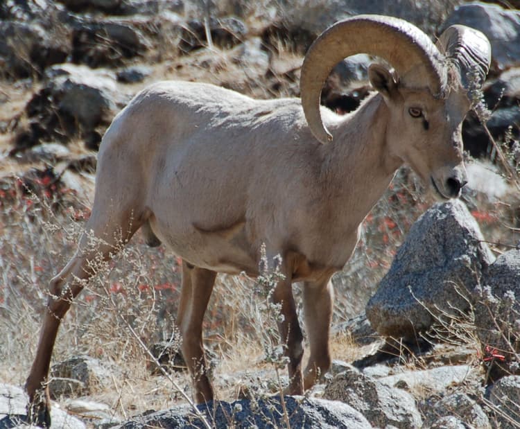 Bighorn Sheep (*Ovis canadensis nelsoni*)