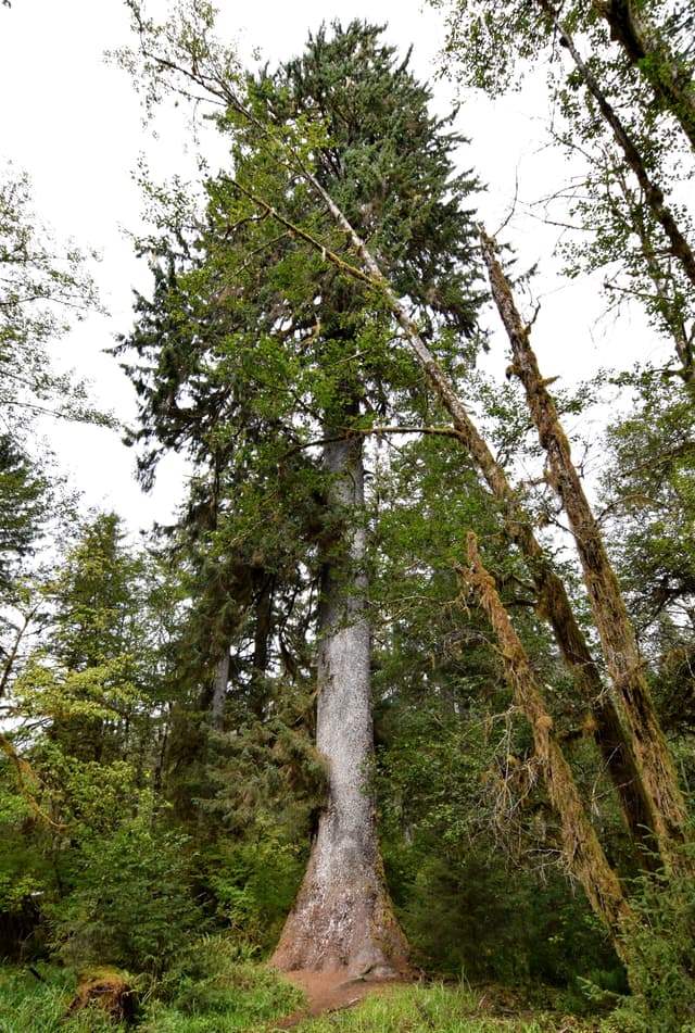 Sitka Spruce (*Picea sitchensis*)
