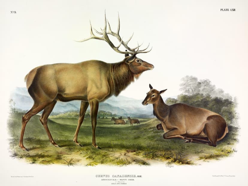 Elk (*Cervus canadensis*)