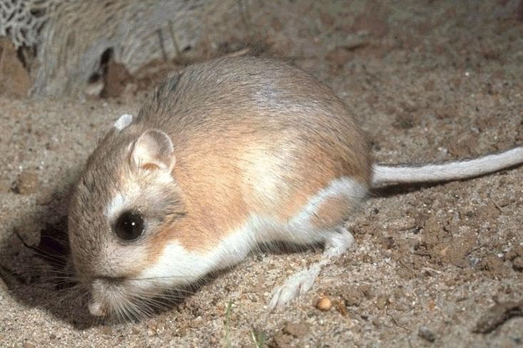 Kangaroo Rat (*Dipodomys spp.*)