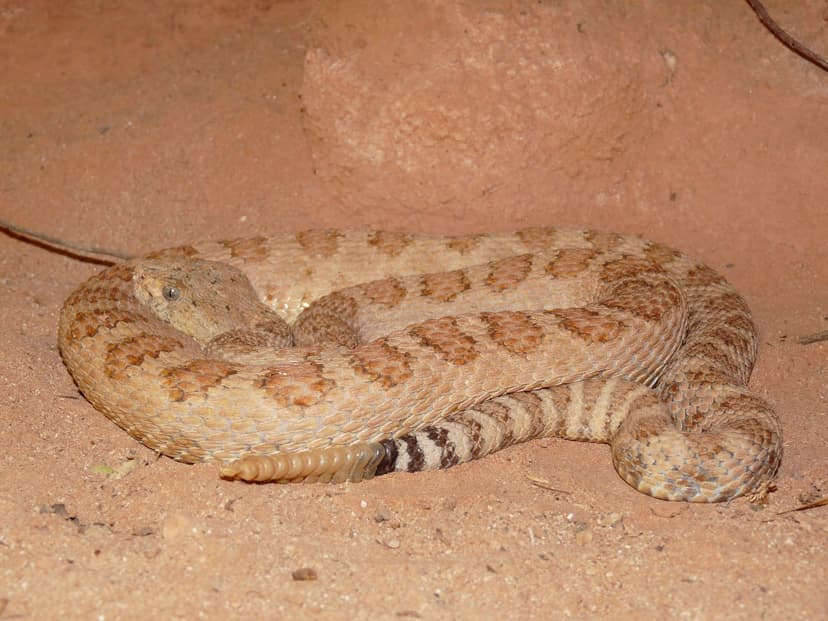 Grand Canyon Rattlesnake (*Crotalus oreganus abyssus*)