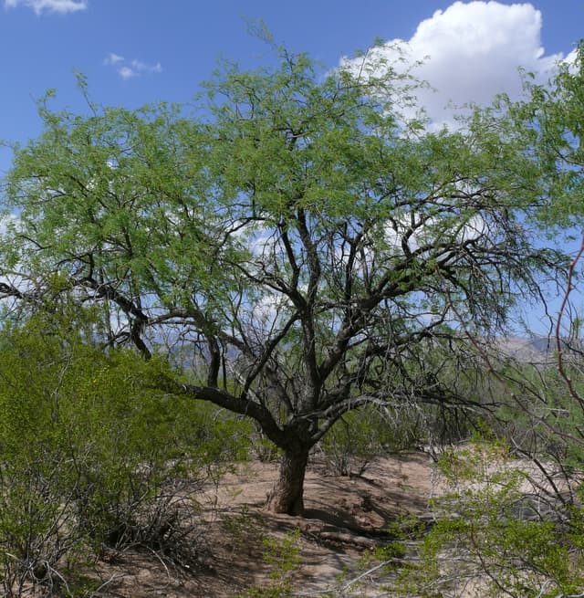 Velvet Mesquite (*Prosopis velutina*)