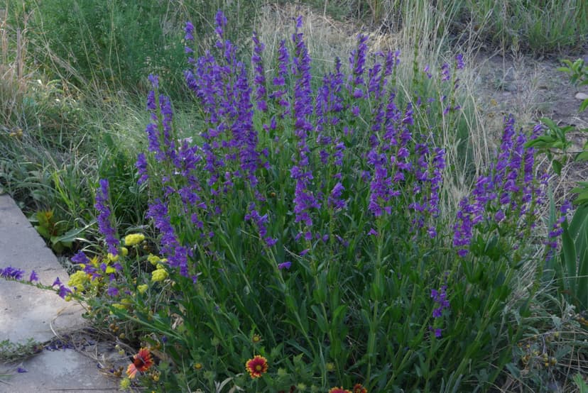 Penstemon (*Penstemon spp.*)