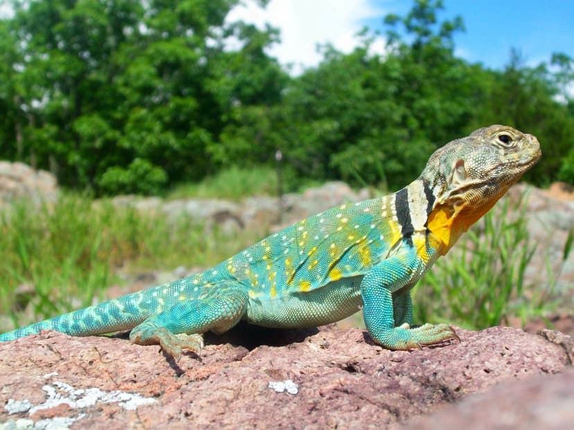 Collared Lizard (*Crotaphytus collaris*)