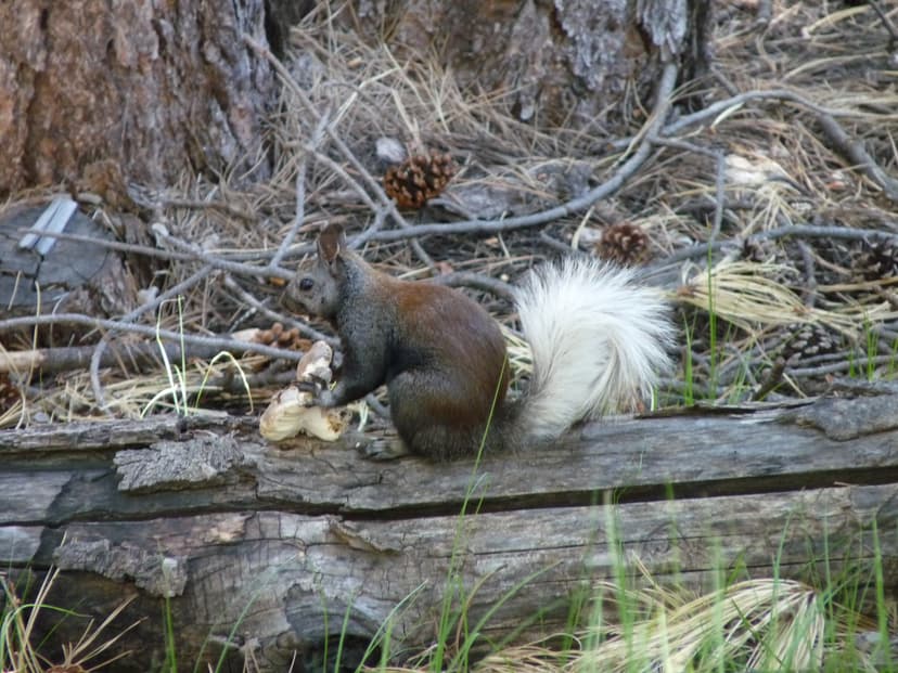 Kaibab Squirrel (*Sciurus aberti kaibabensis*)