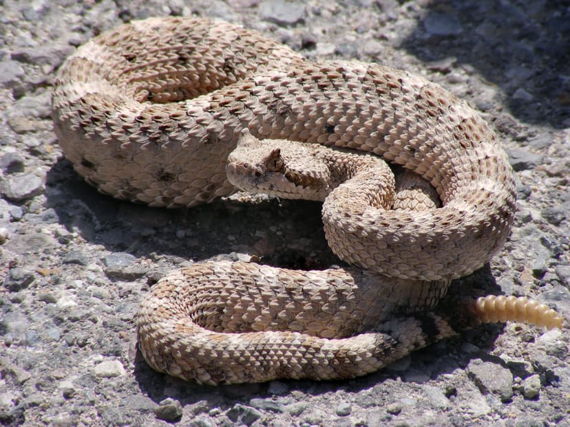Sidewinder Rattlesnake (*Crotalus cerastes*)