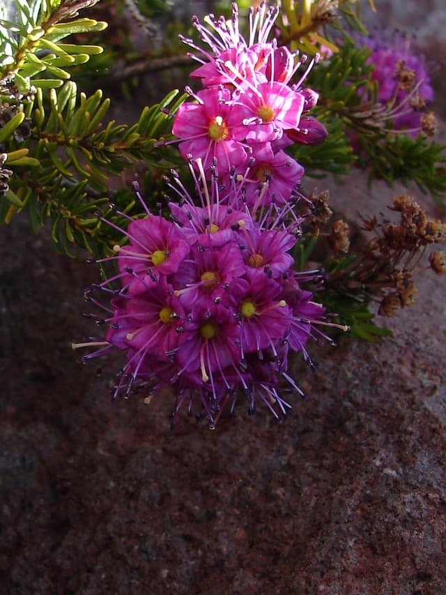 Mountain Heather (*Phyllodoce breweri*)