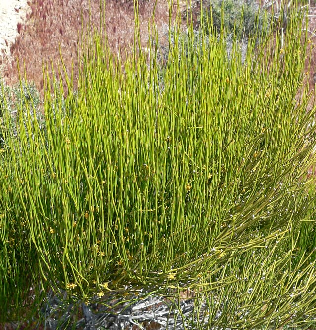 Mormon Tea (*Ephedra viridis*)
