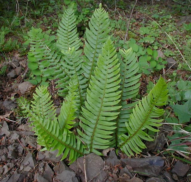 Sword Fern (*Polystichum munitum*)