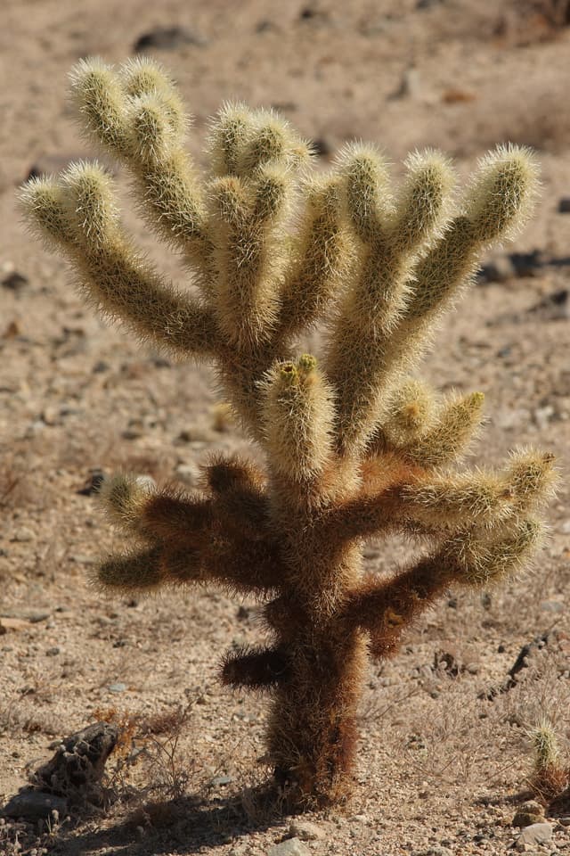 Teddy Bear Cholla (*Cylindropuntia bigelovii*)