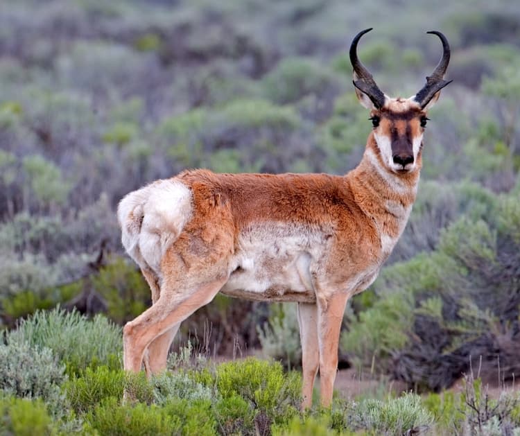 Pronghorn Antelope (*Antilocapra americana*)
