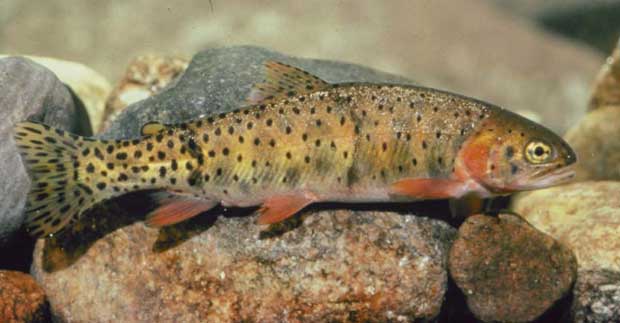 Colorado River Cutthroat Trout (*Oncorhynchus clarkii pleuriticus*)