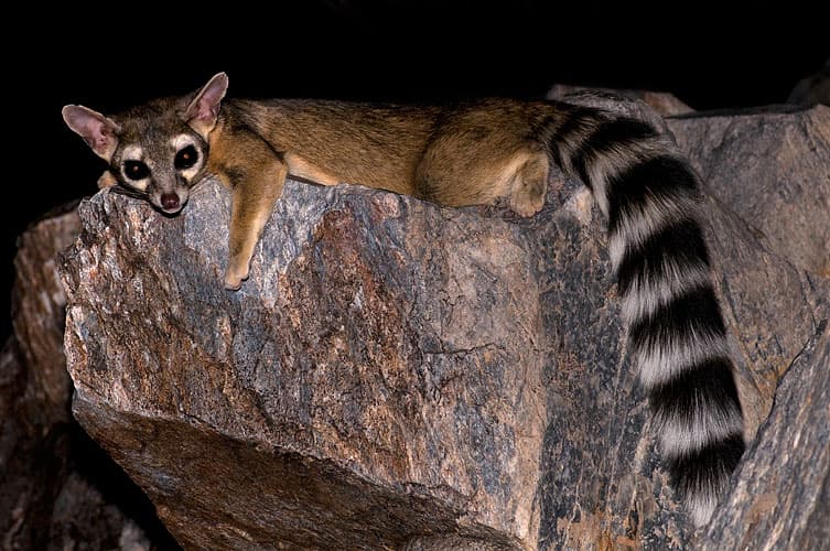 Ringtail (*Bassariscus astutus*)