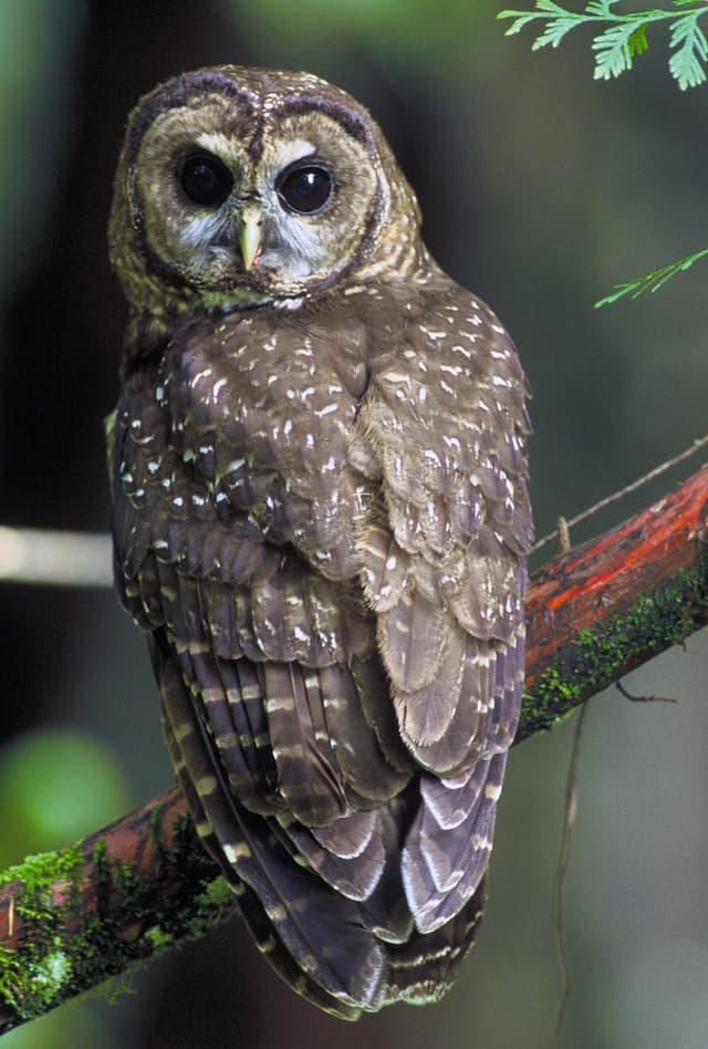 Northern Spotted Owl (*Strix occidentalis caurina*)