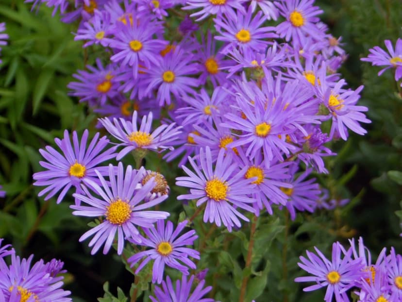 Aster (*Aster spp.*)
