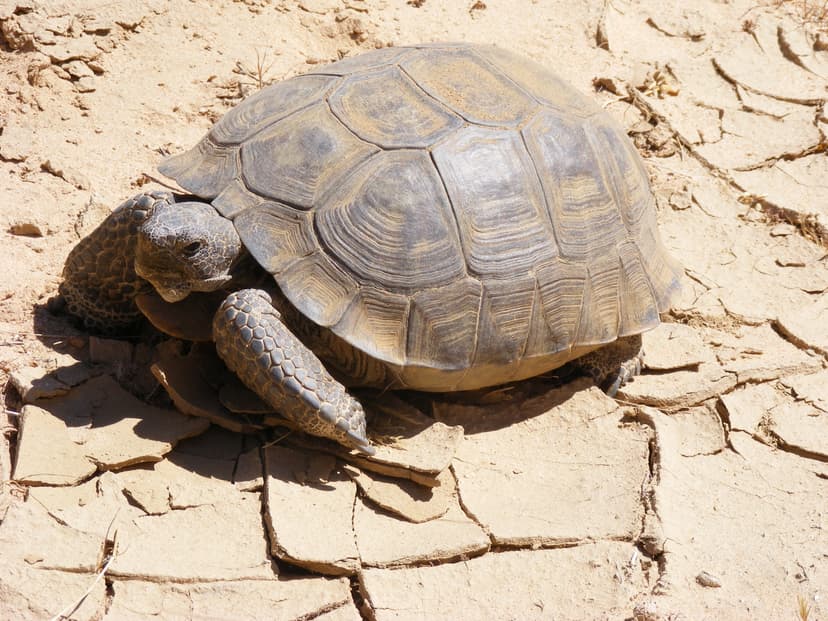 Desert Tortoise (*Gopherus agassizii*)