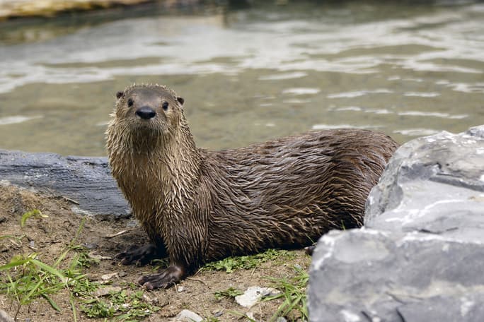 River Otter (*Lontra canadensis*)