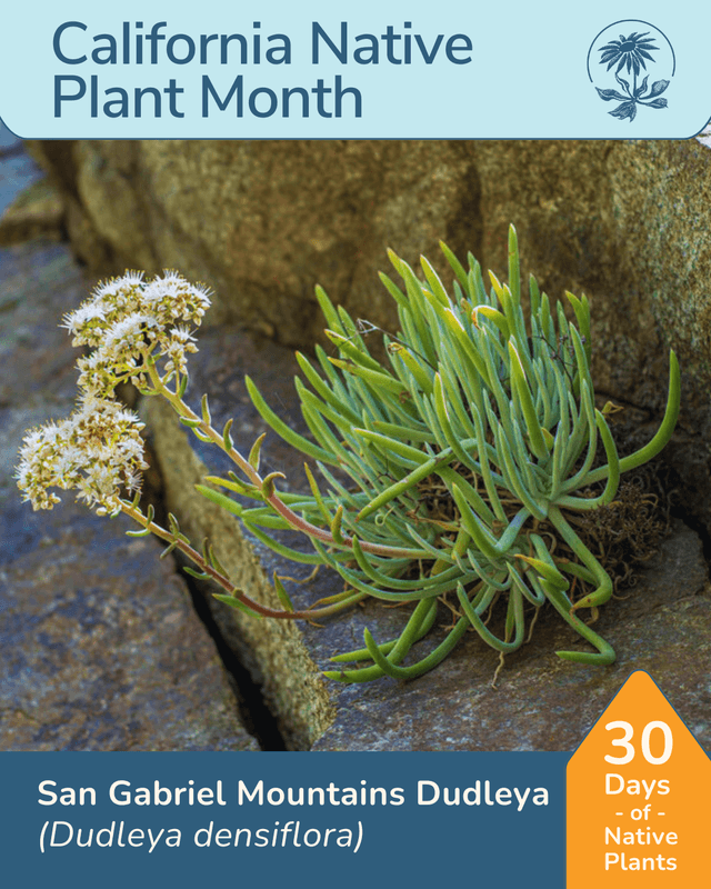 San Gabriel Mountain Manzanita (*Arctostaphylos parvula*)